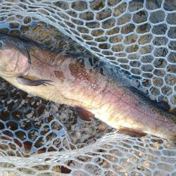 平日はのんびりと ～フィッシングパーク高島の泉～